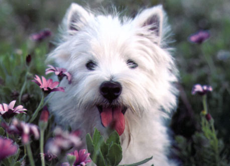 Westie sitting in the flowers