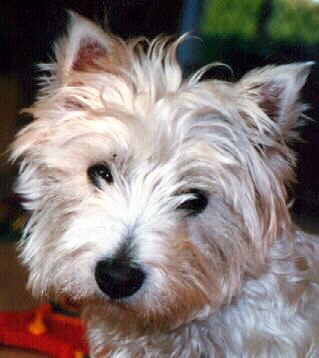 Shaggy westie