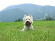 Westie laying on the lawn