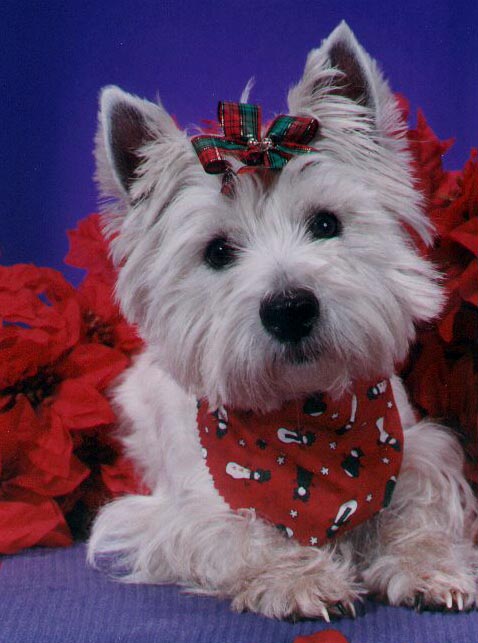 Westie Christmas